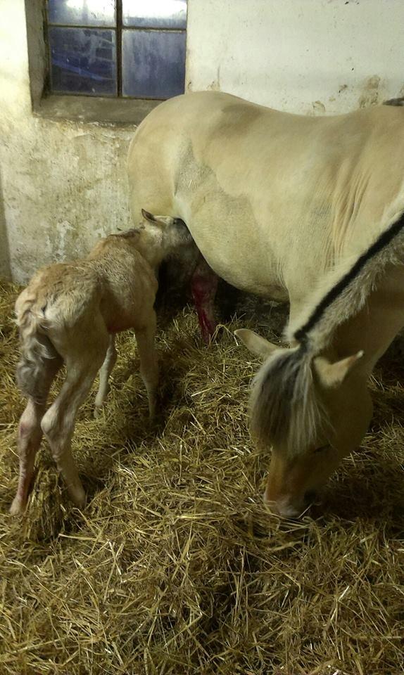 Fjordhest Stald halagers eisja billede 14