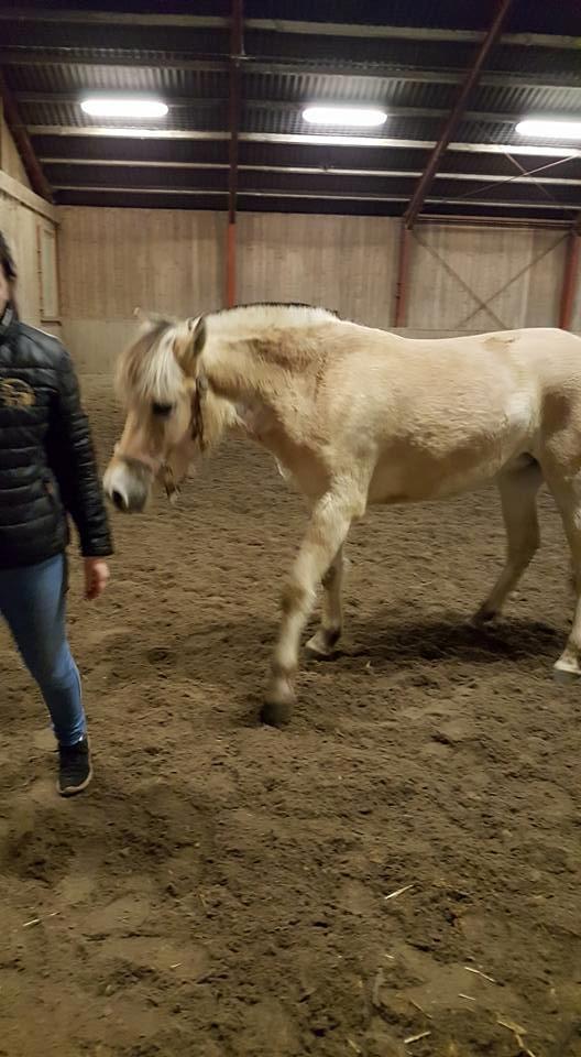 Fjordhest Stald halagers eisja billede 19