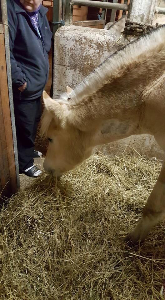 Fjordhest Stald halagers eisja billede 17