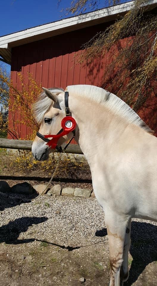 Fjordhest Stald halagers eisja billede 15