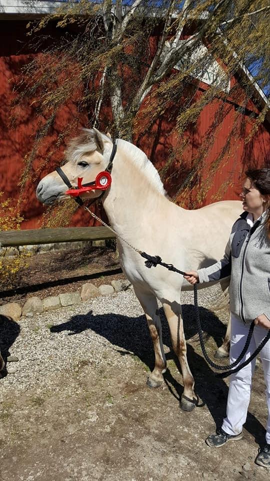 Fjordhest Stald halagers eisja billede 16