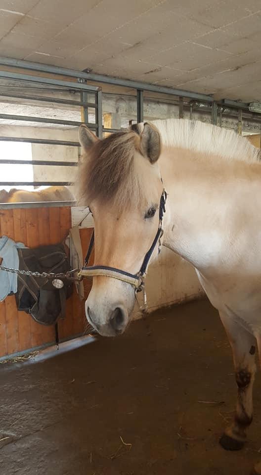 Fjordhest Stald halagers eisja billede 18