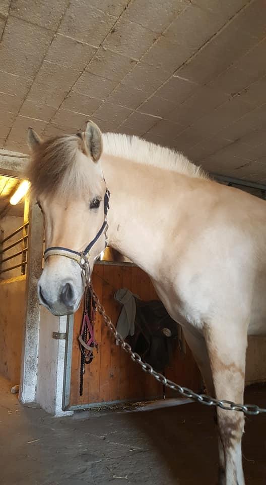 Fjordhest Stald halagers eisja billede 20