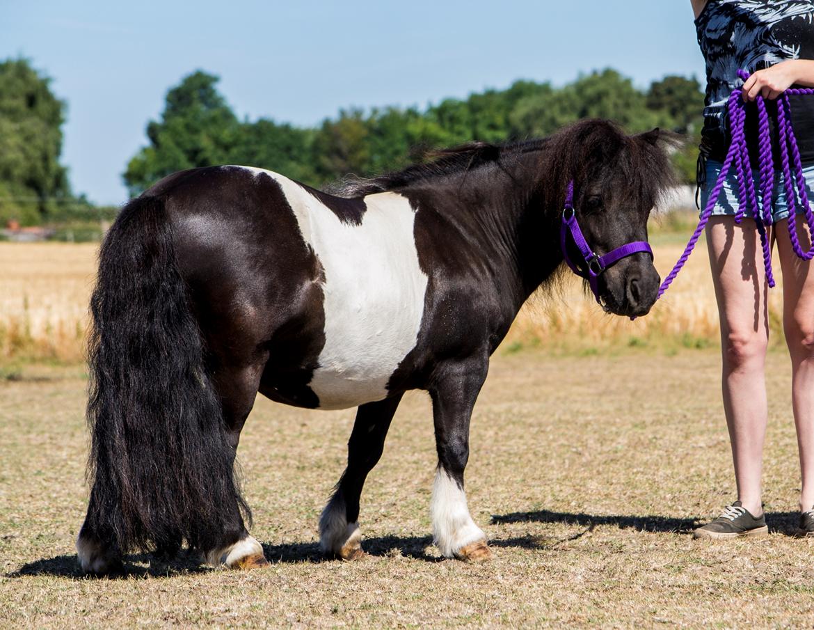 Shetlænder Vadehavets Figaro billede 6