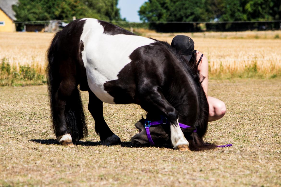 Shetlænder Vadehavets Figaro billede 7