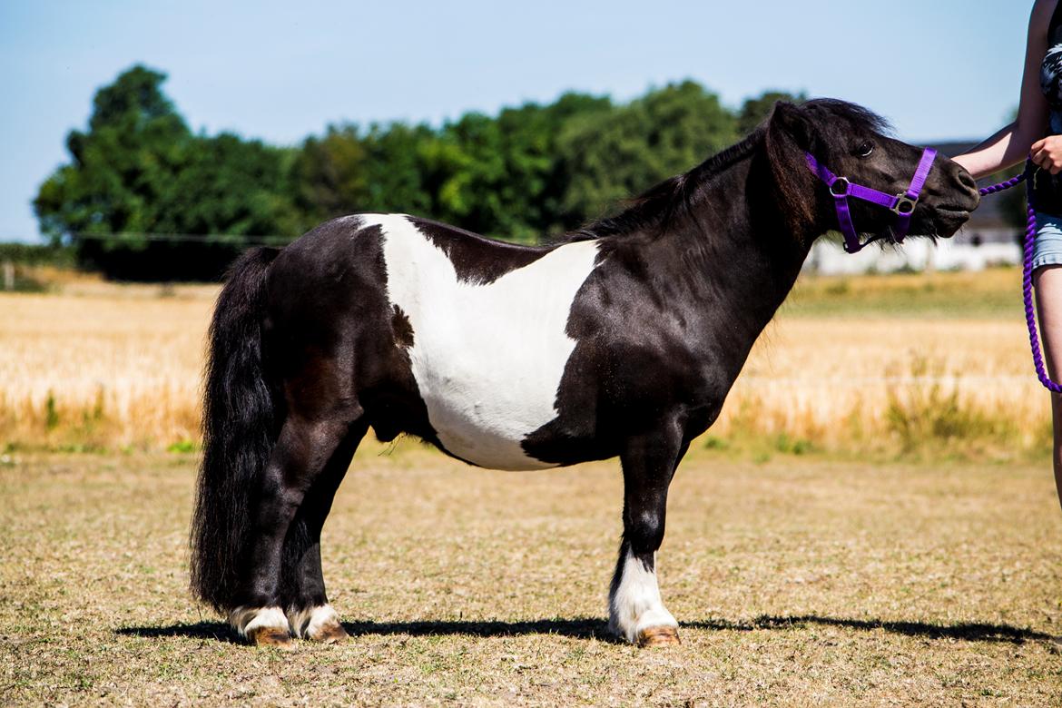Shetlænder Vadehavets Figaro billede 8