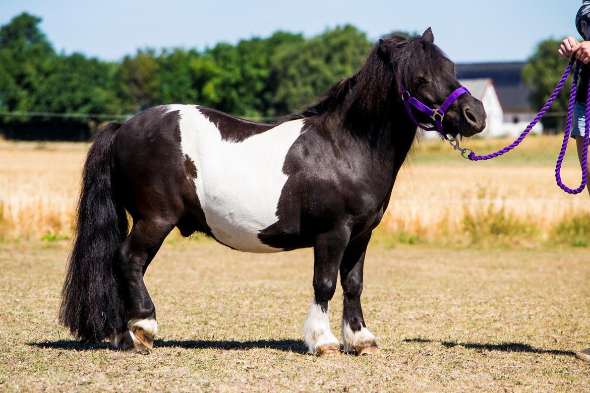 Shetlænder Vadehavets Figaro billede 9