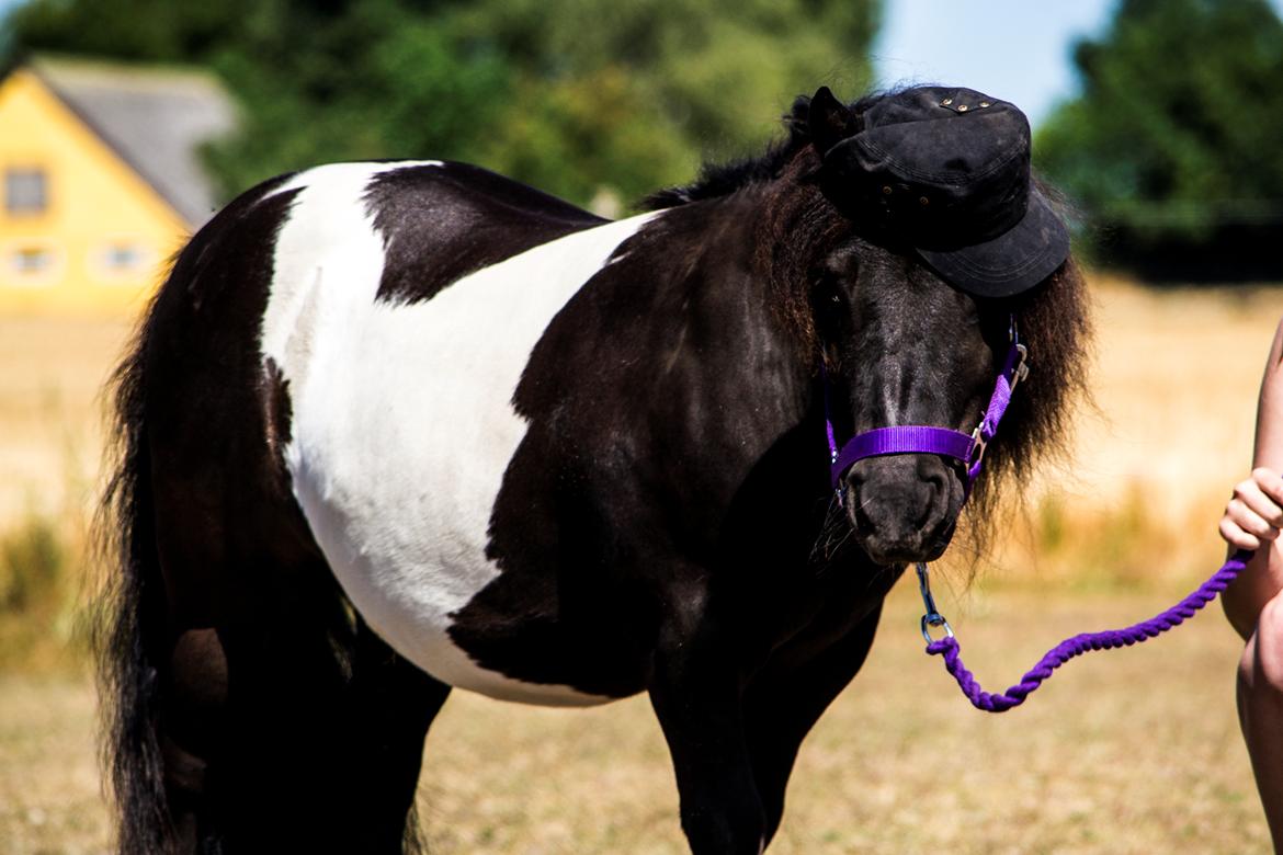 Shetlænder Vadehavets Figaro billede 2