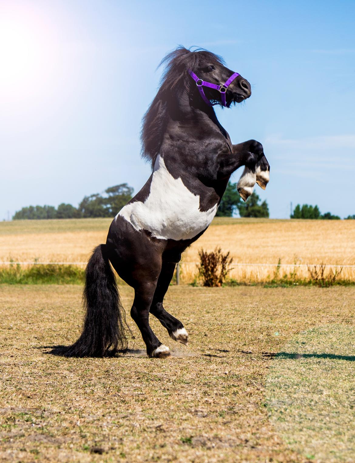 Shetlænder Vadehavets Figaro billede 10