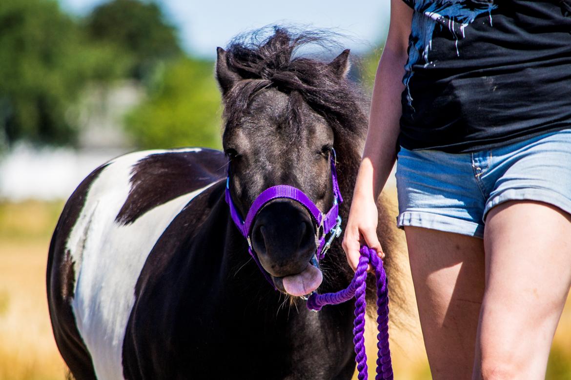 Shetlænder Vadehavets Figaro billede 3