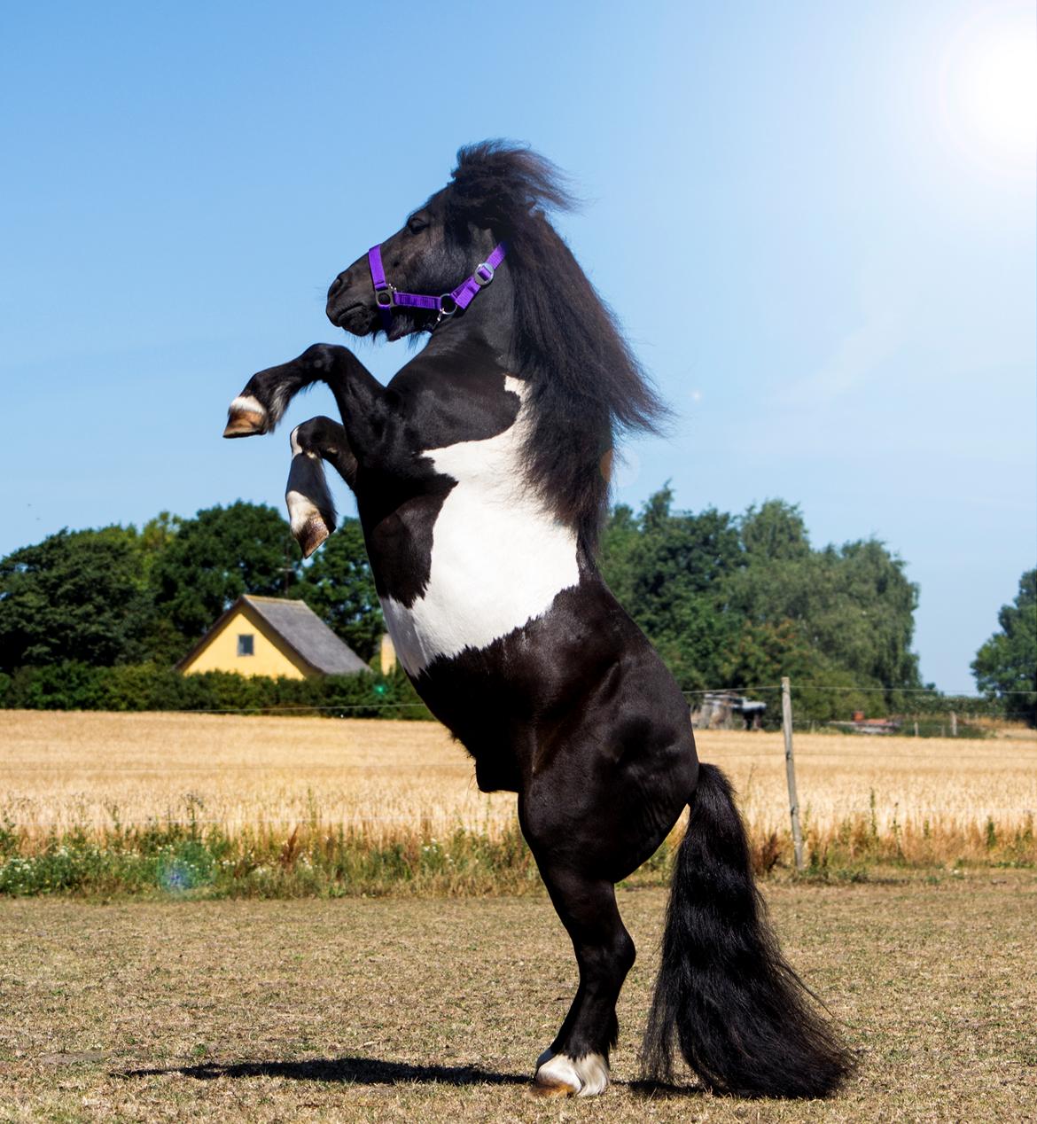 Shetlænder Vadehavets Figaro billede 4