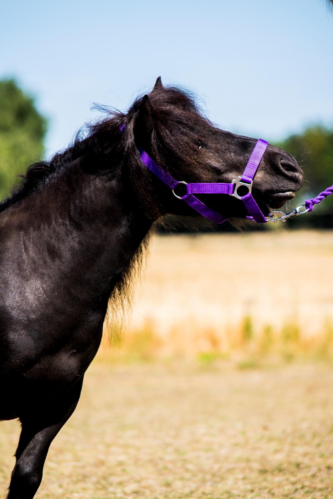 Shetlænder Vadehavets Figaro billede 1