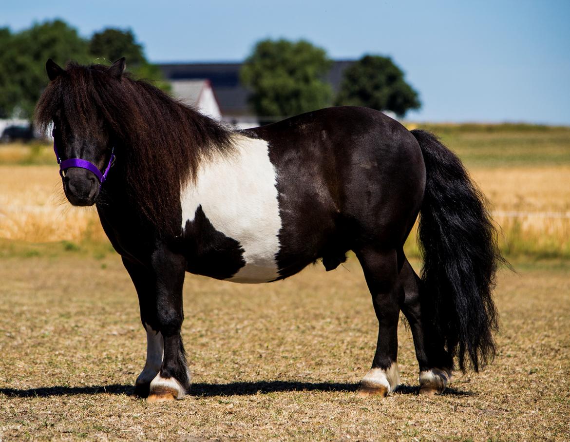 Shetlænder Vadehavets Figaro billede 5