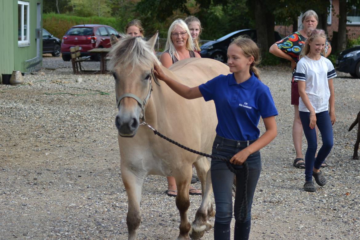 Fjordhest Mille hellumlund - Da Mille kom hjem 30/07-2018 billede 1