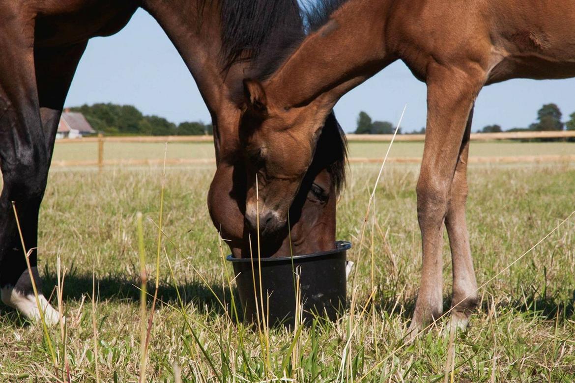 Trakehner Isis billede 1