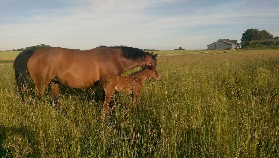 Trakehner Isis billede 2