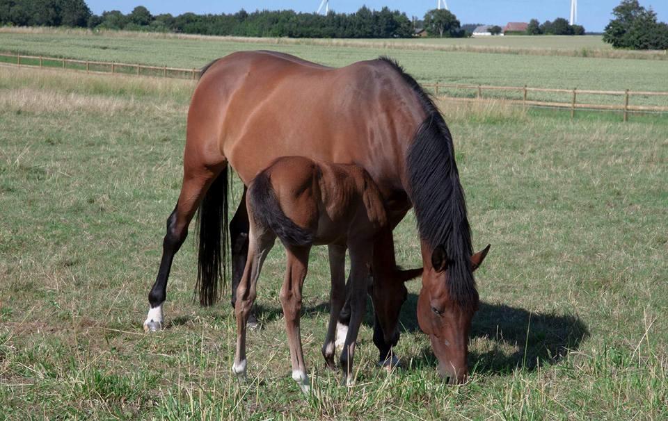 Trakehner Isis billede 3