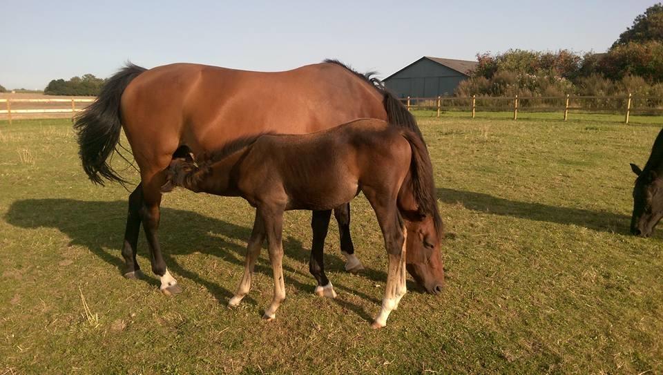 Trakehner Isis billede 4