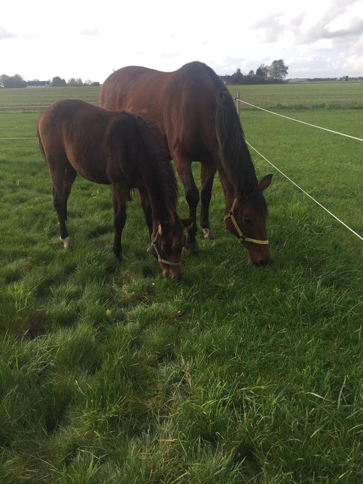 Trakehner Isis billede 5