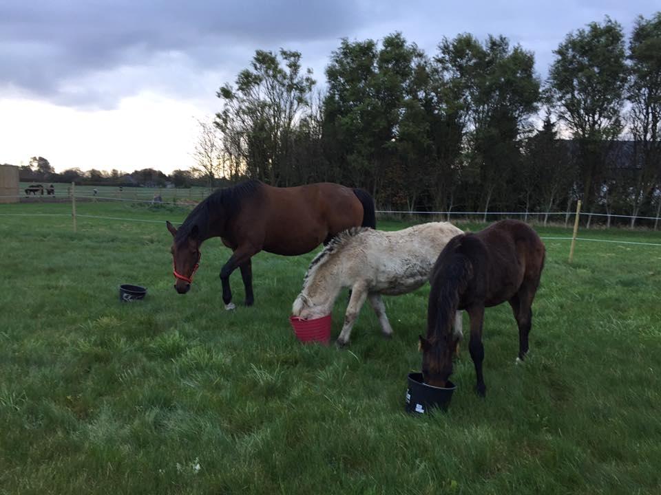 Trakehner Isis billede 6