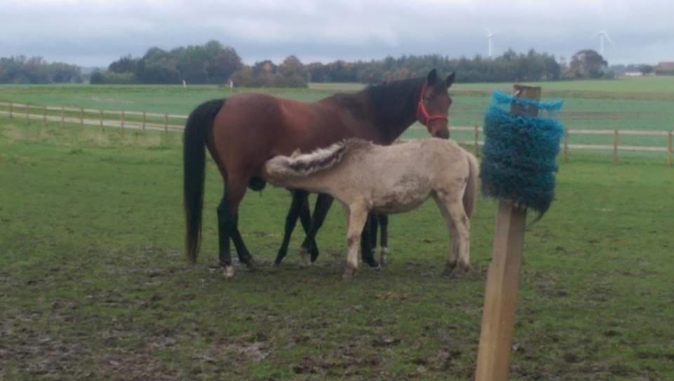 Trakehner Isis billede 7