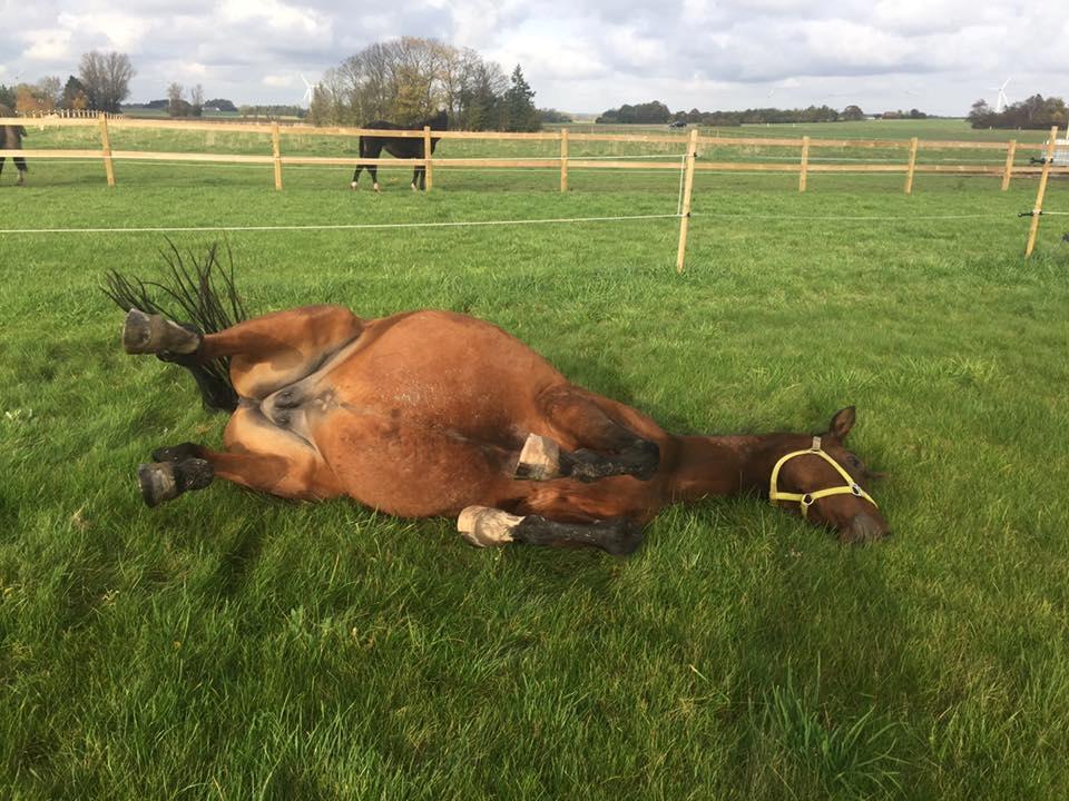 Trakehner Isis billede 8