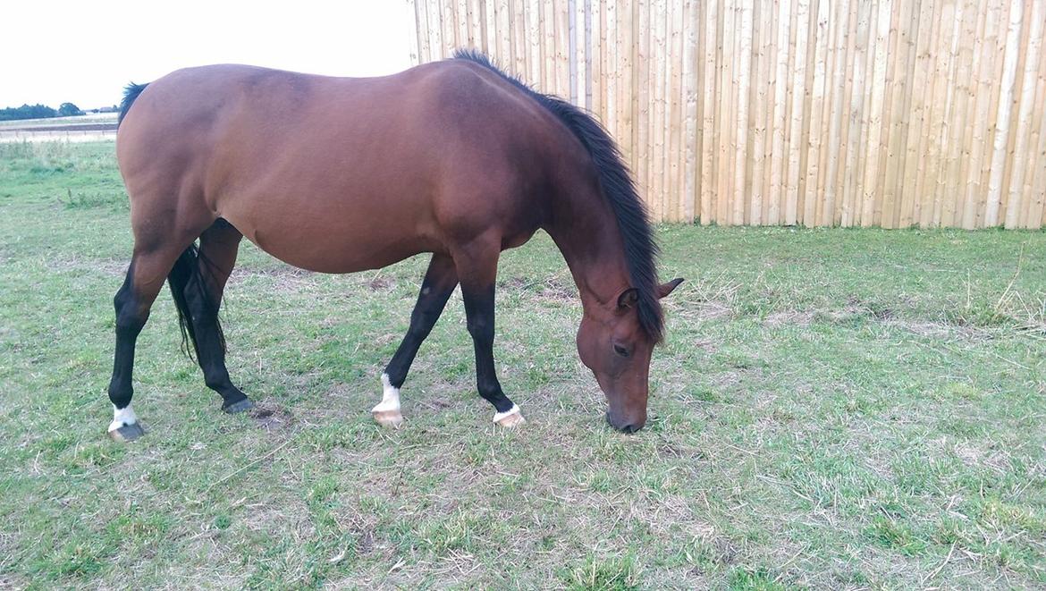 Trakehner Isis billede 9