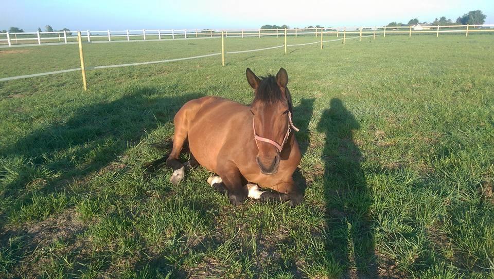 Trakehner Isis billede 10