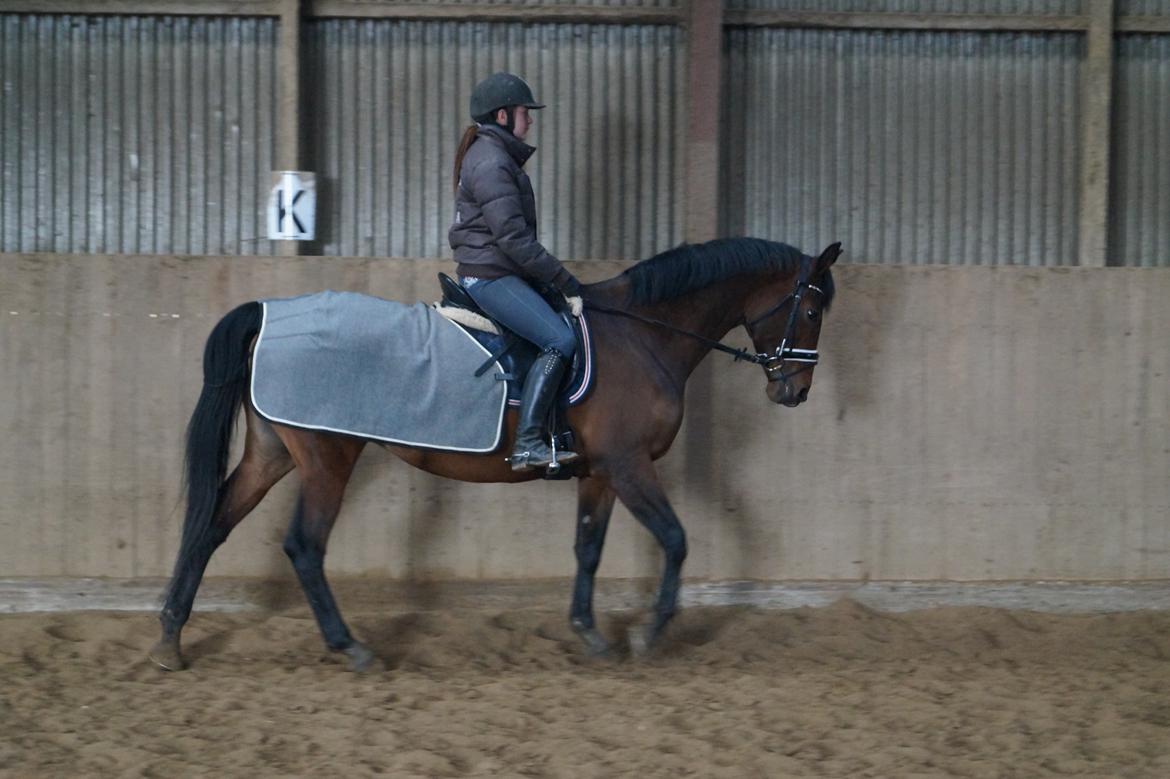 Trakehner Isis billede 11