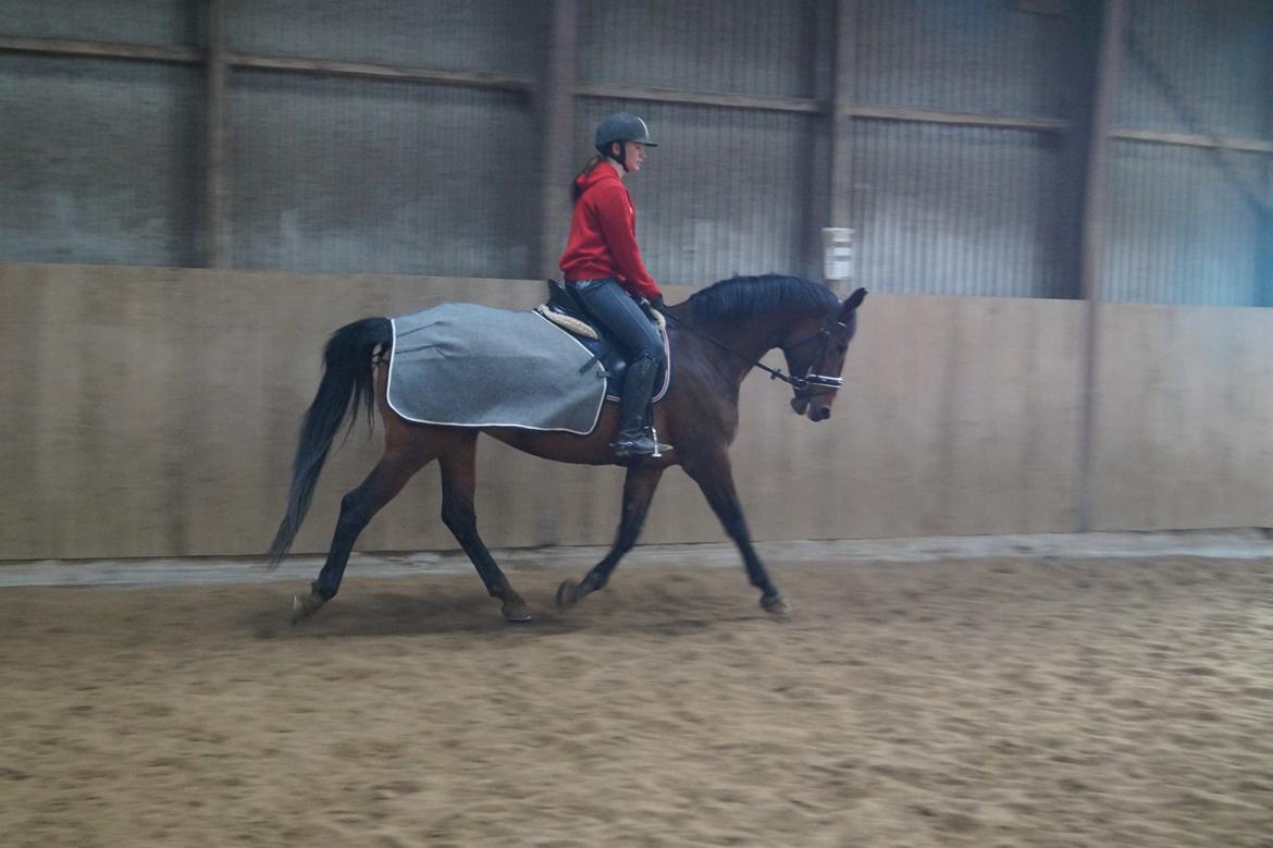 Trakehner Isis billede 12