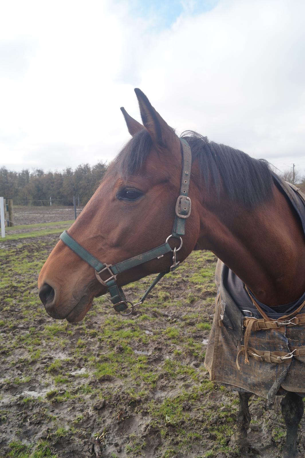 Trakehner Isis billede 13