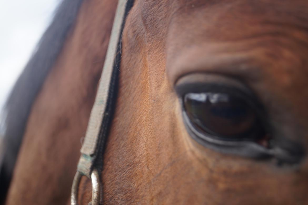 Trakehner Isis billede 14