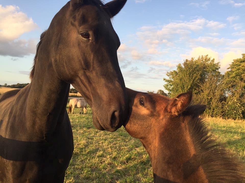 Dansk Varmblod Højmarks falco billede 2
