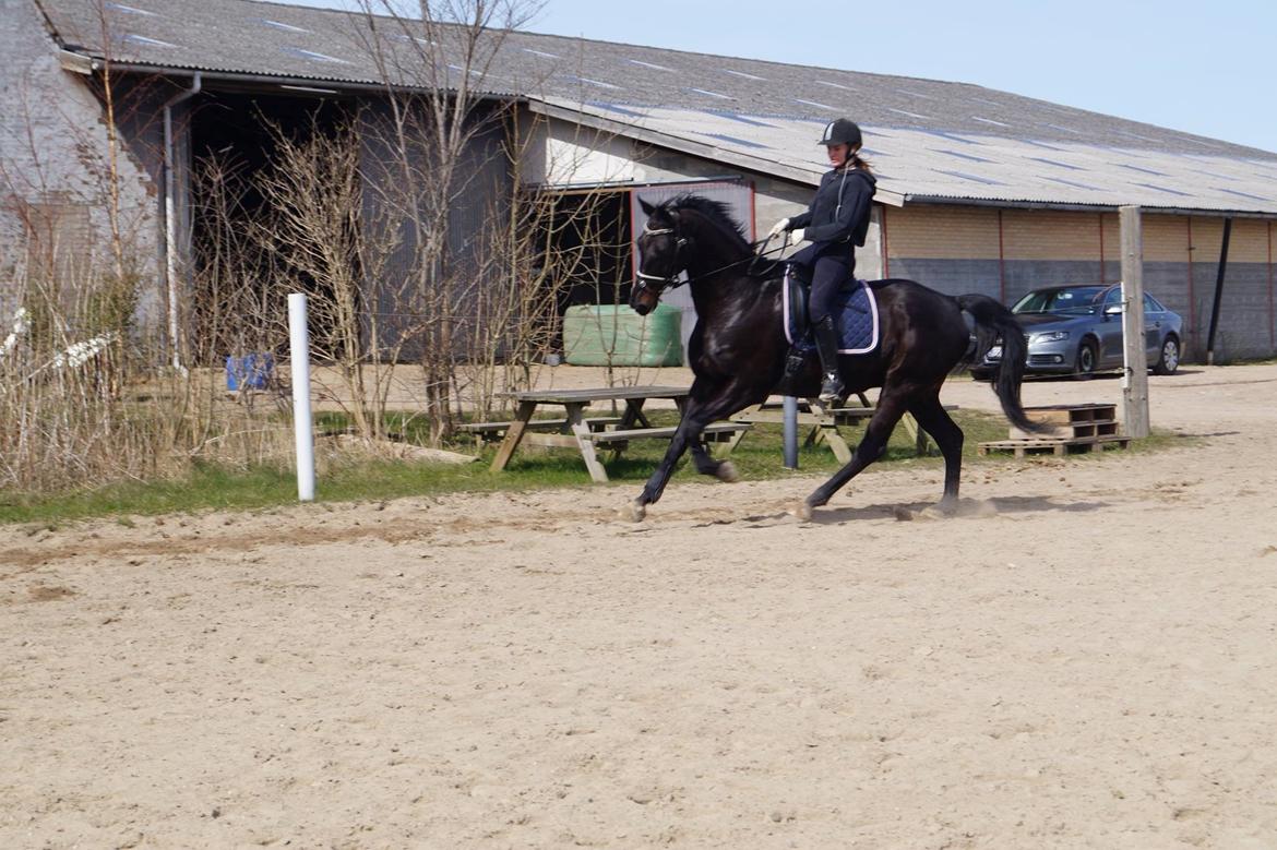 Dansk Varmblod Højmarks falco billede 3