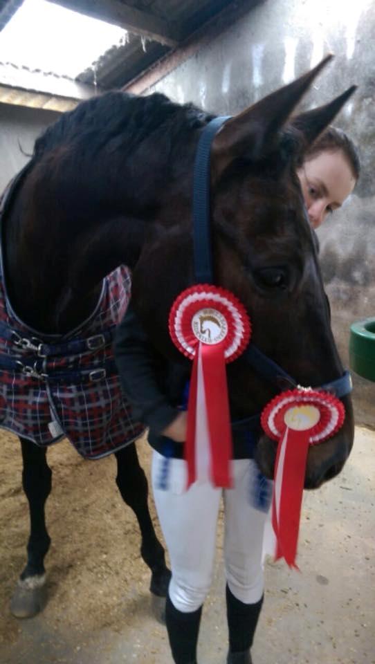 Dansk Varmblod Højmarks falco billede 5