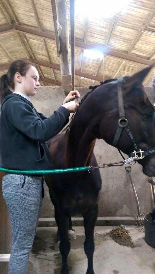 Dansk Varmblod Højmarks falco billede 6