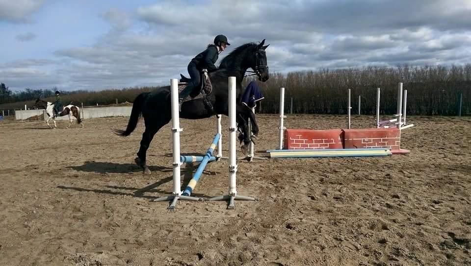 Dansk Varmblod Højmarks falco billede 7