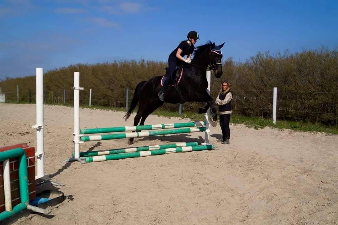 Dansk Varmblod Højmarks falco billede 8