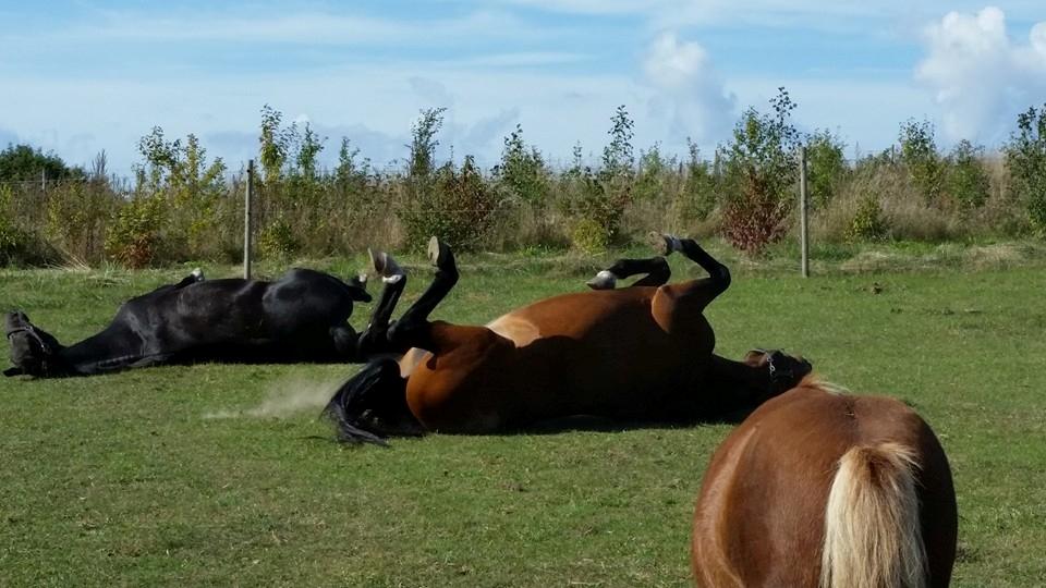 Dansk Varmblod Højmarks falco billede 9