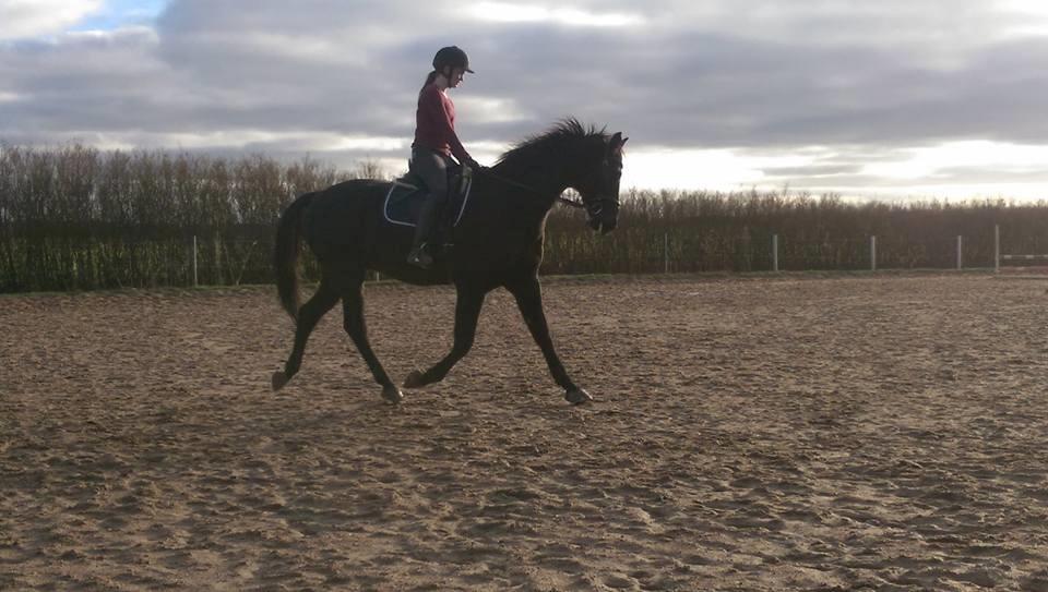 Dansk Varmblod Højmarks falco billede 10