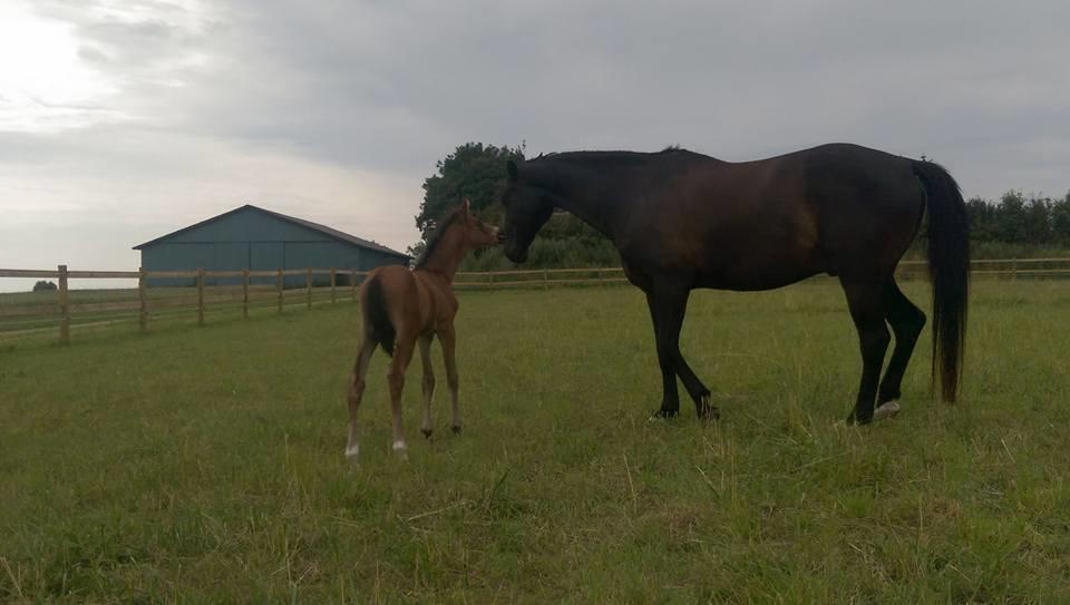 Dansk Varmblod Højmarks falco billede 11