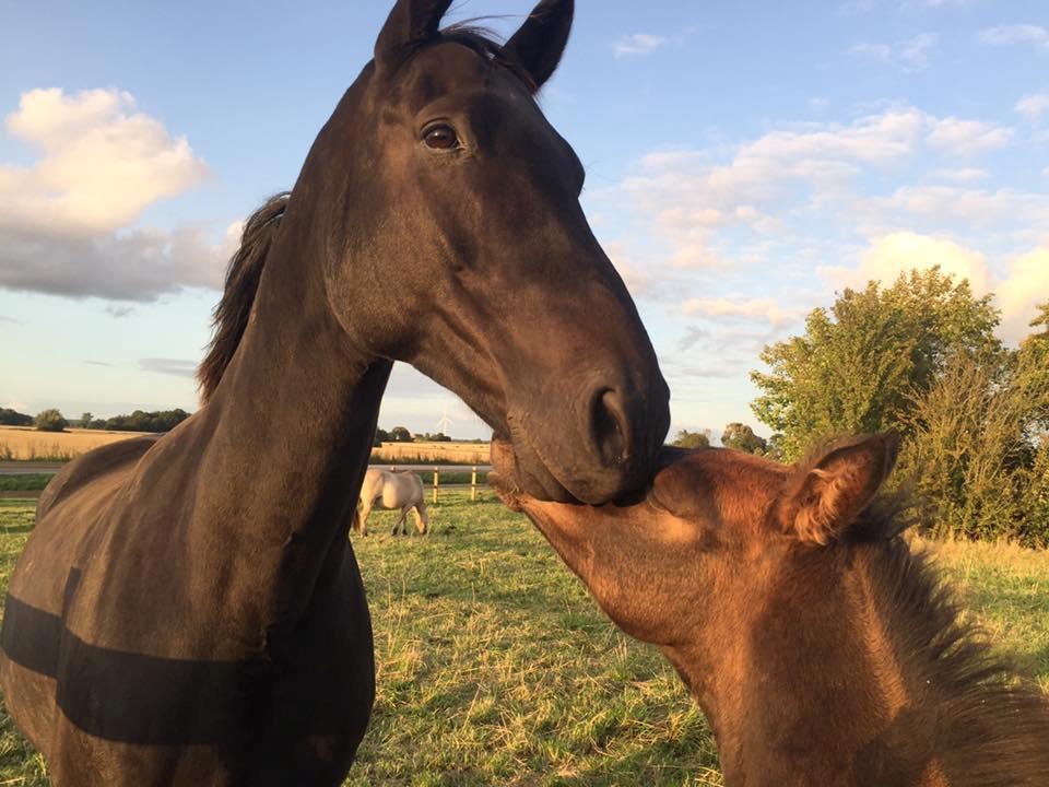 Dansk Varmblod Højmarks falco billede 12