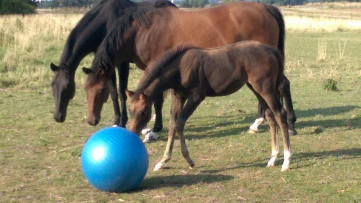 Dansk Varmblod Højmarks falco billede 14
