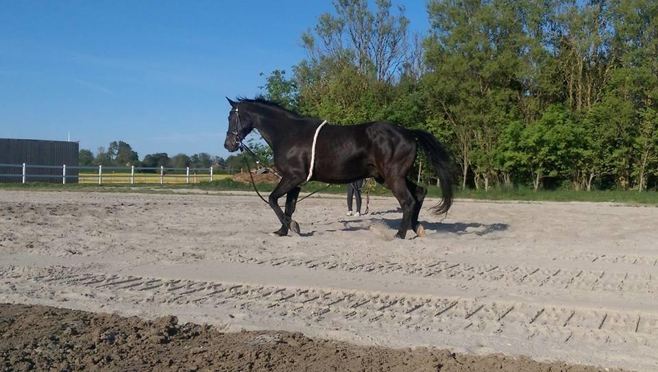 Dansk Varmblod Højmarks falco billede 15