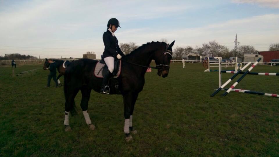 Dansk Varmblod Højmarks falco billede 4