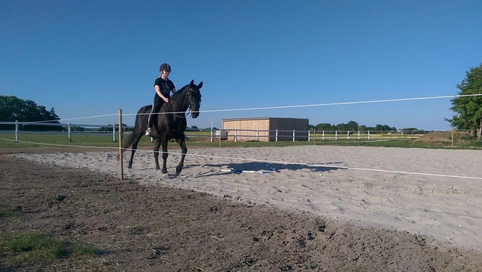 Dansk Varmblod Højmarks falco billede 17