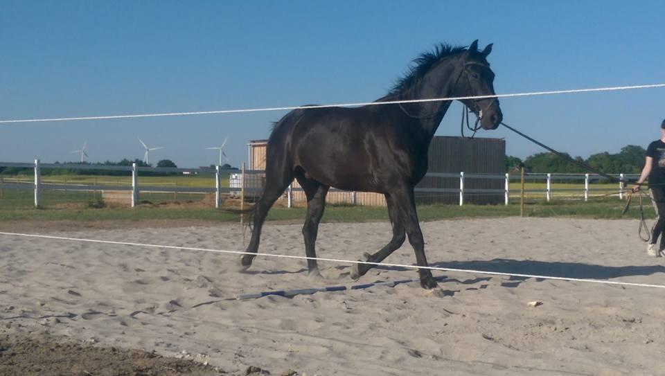 Dansk Varmblod Højmarks falco billede 18