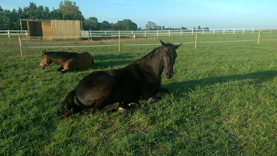 Dansk Varmblod Højmarks falco billede 19