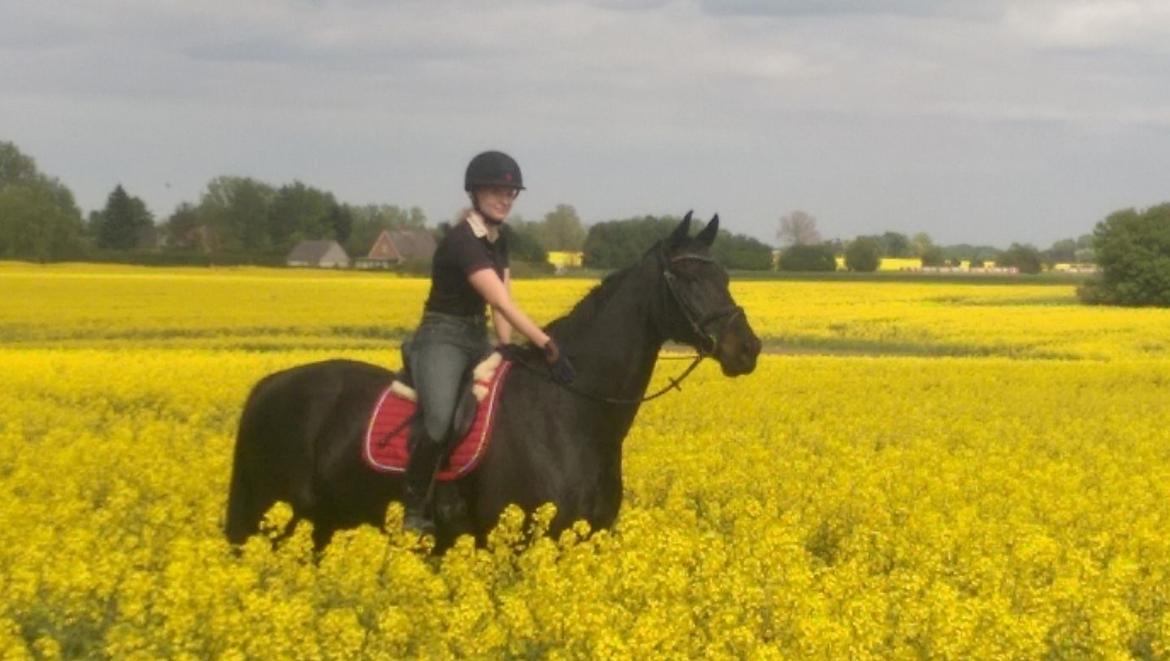 Dansk Varmblod Højmarks falco billede 16