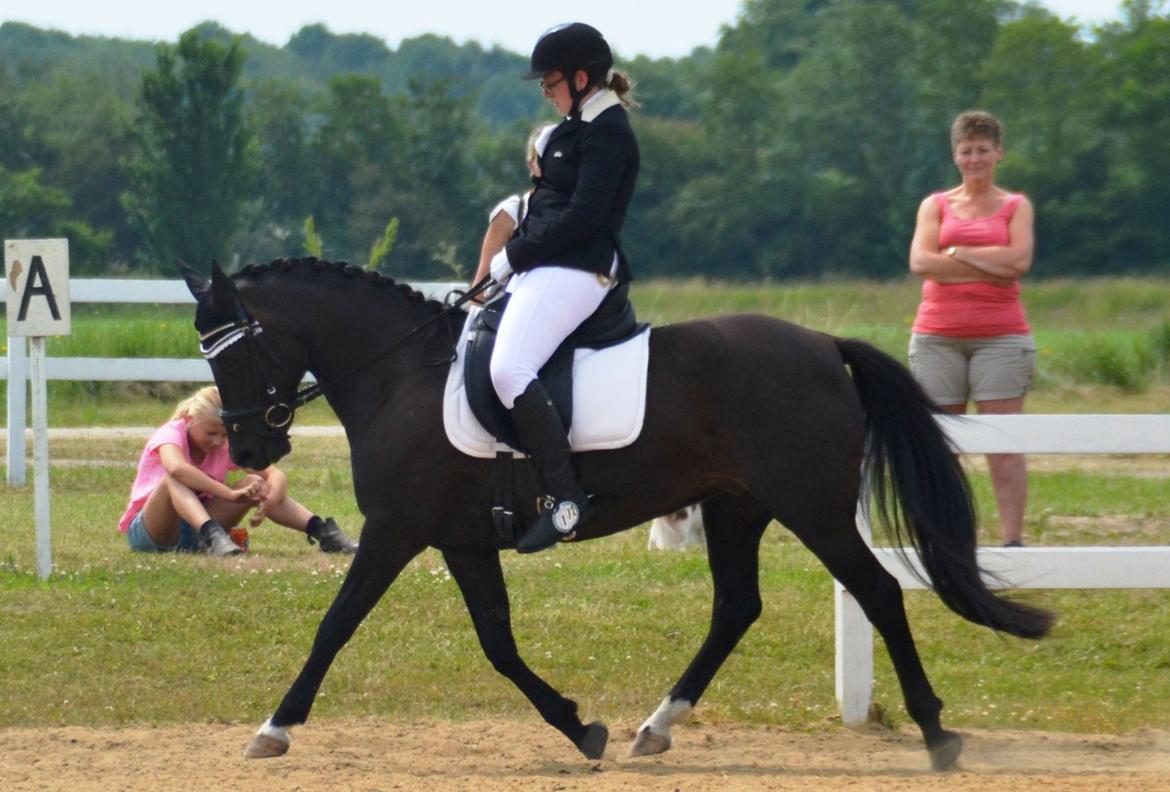 New Forest Hamborgs dahlia billede 1